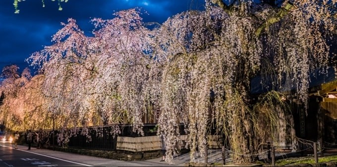 Cây hoa anh đào cành rũ ở Kakunodate, Akita, Tohoku, Nhật Bản