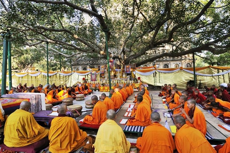 Cội Bồ Đề (Bodhi Tree), Ấn Độ