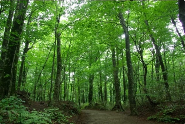 Dãy núi Shirakami Sanchi (UNESCO), Akita, Tohoku, Nhật Bản