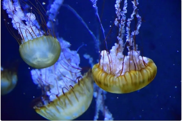 Kamo Aquarium, Yamagata, Tohoku, Japan