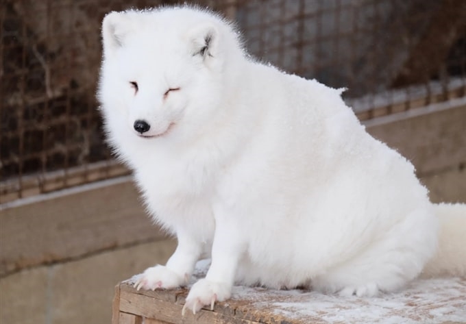 Làng Cáo Zao, Tohoku, Nhật Bản