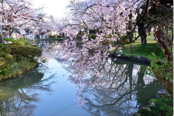 Lễ hội hoa Anh đào tại Công viên Muramatsu, Niigata, Hokuriki shinetsu, Nhật Bản