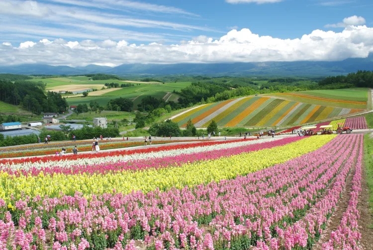 Shikisai no Oka, Hokkaido, Nhật Bản