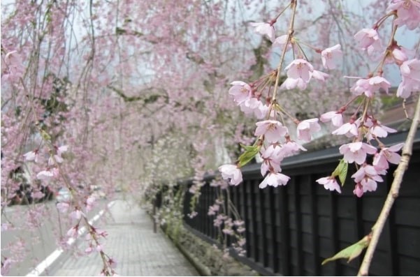 Cây hoa anh đào cành rũ ở Kakunodate, Akita, Tohoku, Nhật Bản