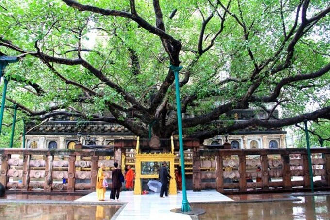 Cội Bồ Đề (Bodhi Tree), Ấn Độ