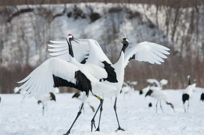 Đầm lầy Kushiro, Hokkaido, Nhật Bản