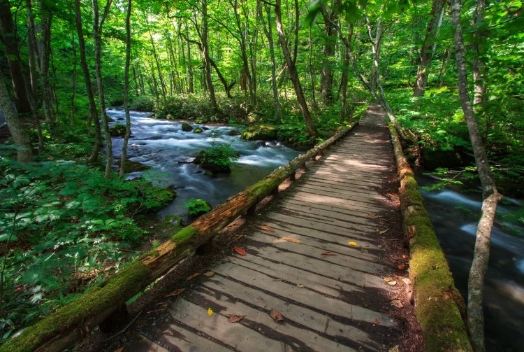 Hẻm núi Oirase, Aomori, Hotoku, Nhật Bản