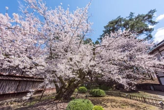 Hoa anh đào nở tại Công viên Hirosaki, Aomori, Tohoku, Nhật Bản