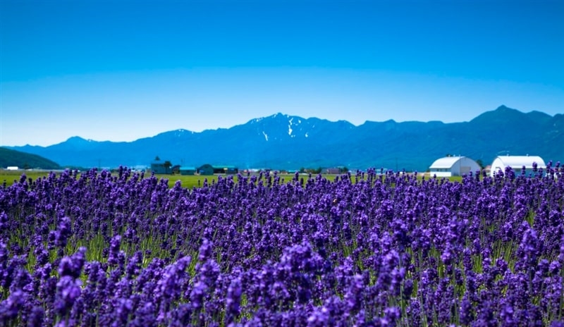 Khu vực Furano, Hokkaido, Nhật Bản