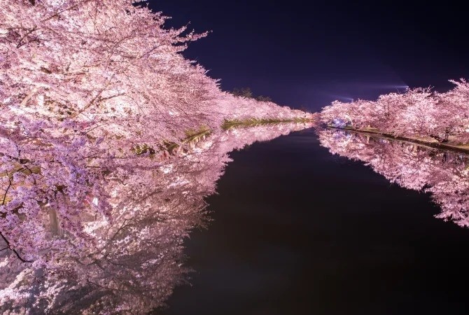 Lễ hội hoa Anh đào tại Hirosaki, Aomori, Tohoku, Nhật Bản