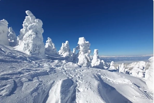 Quái vật Tuyết Zao (Yamagata), Tohoku, Nhật Bản