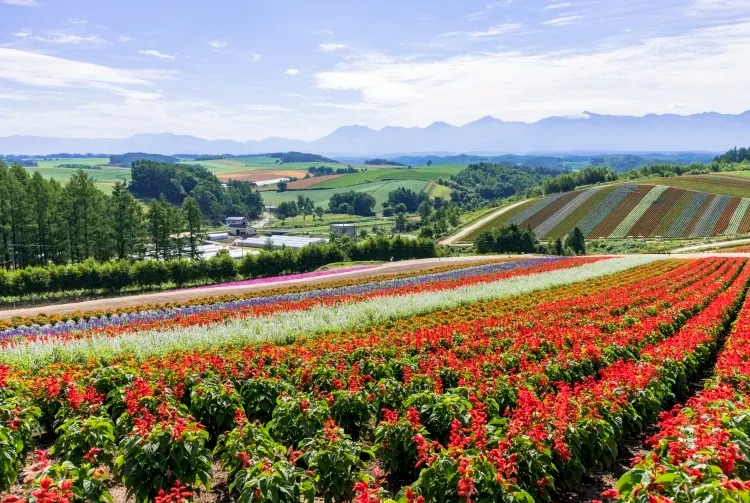 Shikisai no Oka, Hokkaido, Nhật Bản