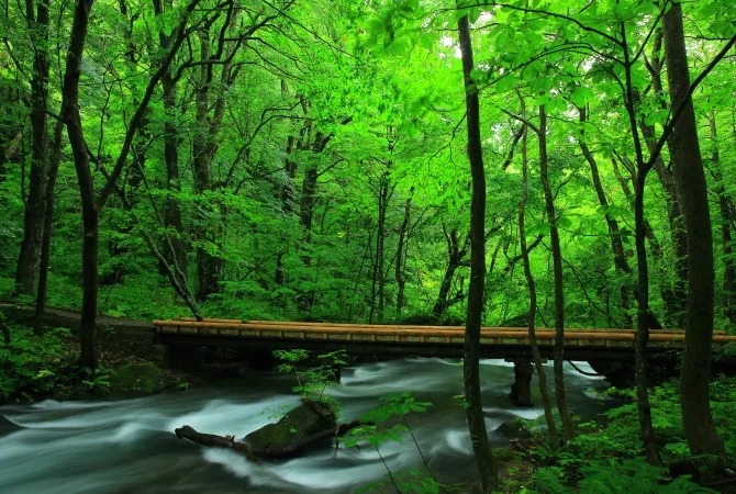 Hẻm núi Oirase, Aomori, Hotoku, Nhật Bản