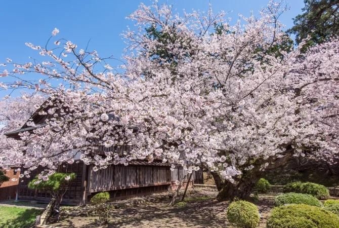Hoa anh đào nở tại Công viên Hirosaki, Aomori, Tohoku, Nhật Bản