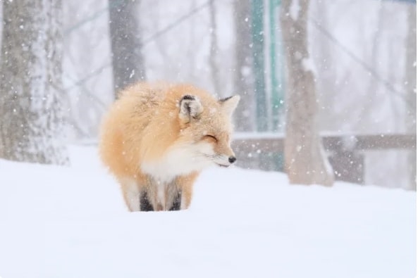 Làng Cáo Zao, Tohoku, Nhật Bản