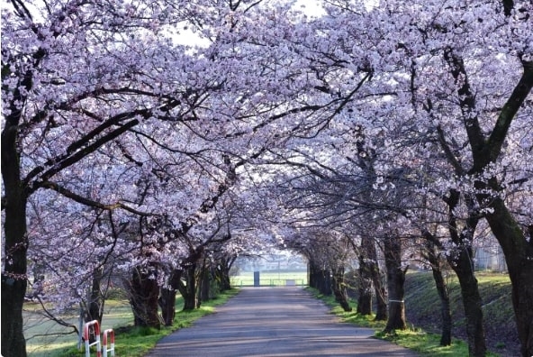 Lễ hội hoa Anh đào tại Công viên Muramatsu, Niigata, Hokuriki shinetsu, Nhật Bản