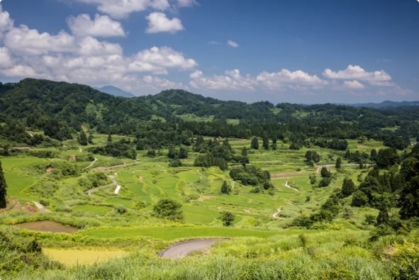 Ruộng bậc thang Hoshitoge vào đầu thu trước khi bắt đầu thu hoạch