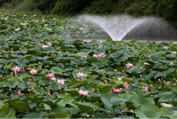 Thành phố Akita, Tohoku Nhật Bản