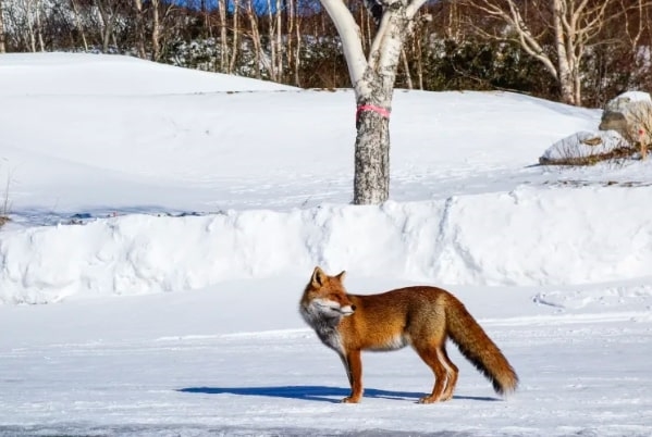 Đi bộ đường dài lên Núi Hachimantai, Akita, Tohoku, Nhật Bản