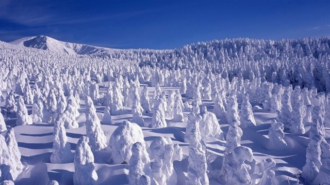 Quái vật Tuyết Zao (Yamagata), Tohoku, Nhật Bản