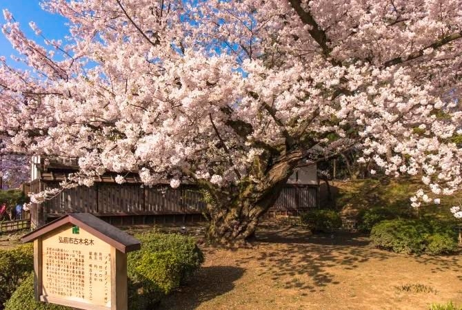 Hoa anh đào nở tại Công viên Hirosaki, Aomori, Tohoku, Nhật Bản