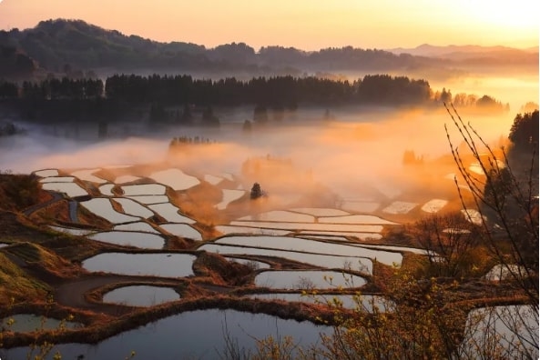 Rượu sake nổi tiếng quốc tế