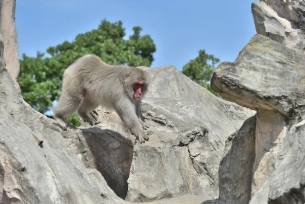 'Núi Khỉ' trong Sở thú Ueno là cơ sở lâu đời nhất thuộc loại này ở Nhật Bản