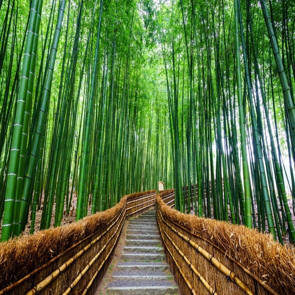 Sagano & Arashiyama, Kyoto, Kansai, Nhật Bản