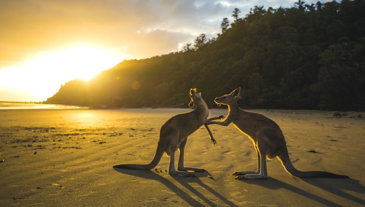 Tour du lịch Australia Xứ Sở Kangaroo