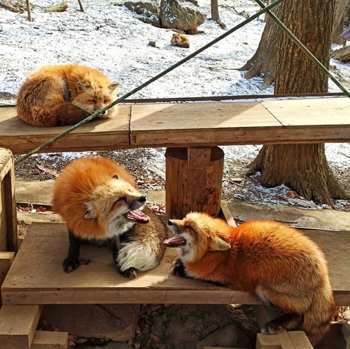 Làng Cáo Zao, Tohoku, Nhật Bản