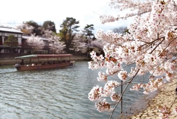  Lễ hội hoa anh đào Ujigawa hàng năm được tổ chức tại Công viên Uji