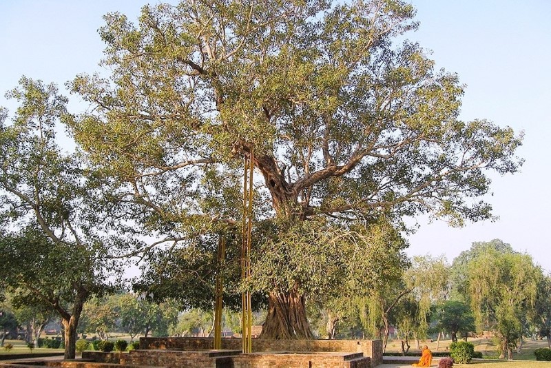 Cây Bồ Đề Ananda, Ấn Độ