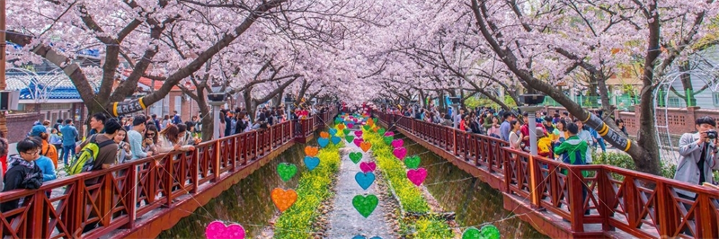 Con đường Giấc mơ Jinhae trên đồi Anmingogae (Jinhae dream road)