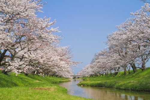 Công viên Kitakami Tenshochii, Iwate, Tohoku, Nhật Bản