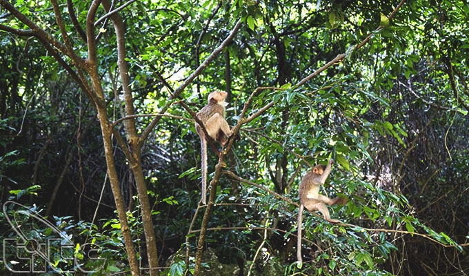 Tour Du Lịch Cát Bà – Đảo Khỉ – 2 Ngày 1 Đêm