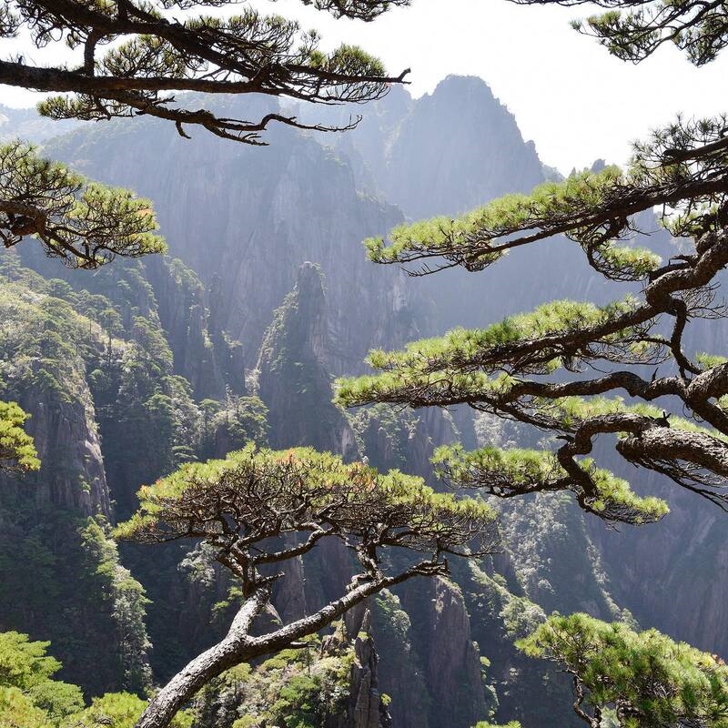 Các cây thông xanh tươi trên đỉnh Hoàng Sơn. 