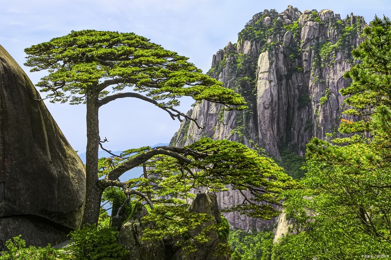 Tùng Nghênh Khách là một trong những cây tùng độc đáo nhất Hoàng Sơn.