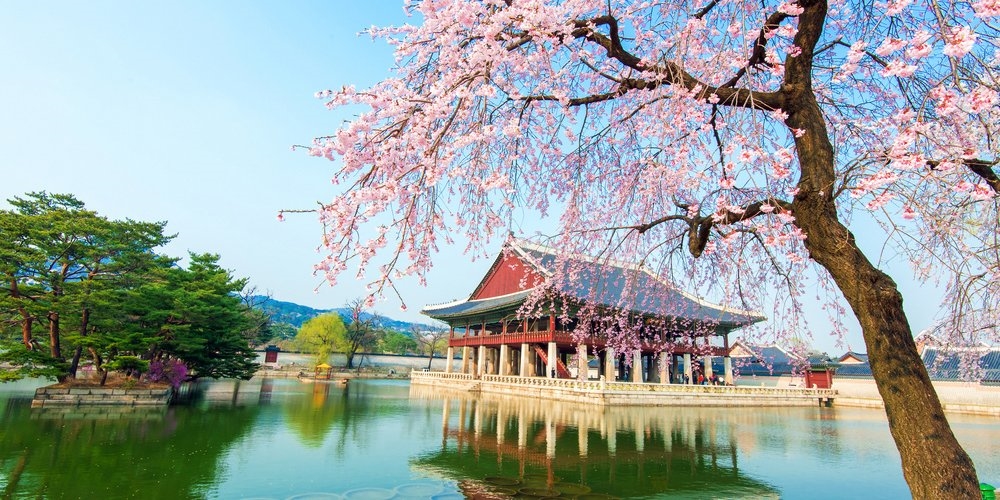 Du lịch Hàn Quốc ngắm Hoa Anh Đào