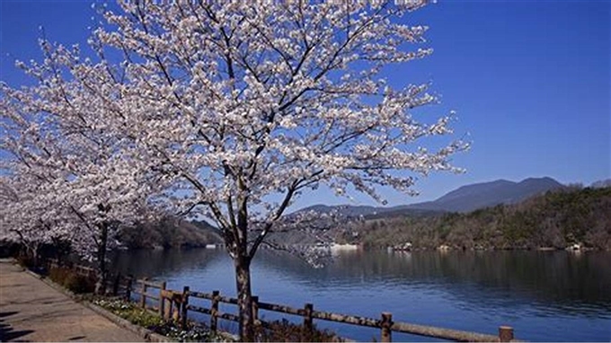 Lễ hội hoa Anh đào tại Công viên Mato, Akita, Tohoku, Nhật Bản