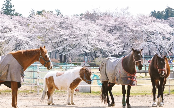 Nông trại Sữa Senbonmatsu, Tochigi, Kanto, Nhật Bản