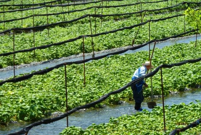 Nông trại Wasabi Daio, Matsumoto, Nagano, Hokuriku Shinetsu, Nhật Bản