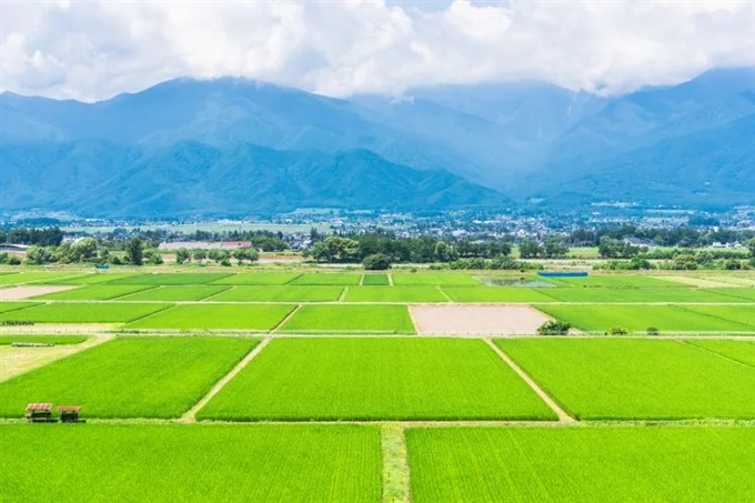 Nông trại Wasabi Daio, Matsumoto, Nagano, Hokuriku Shinetsu, Nhật Bản