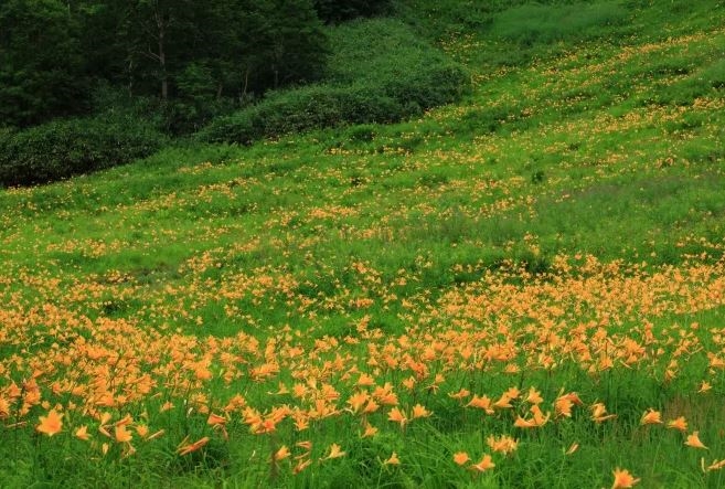 Shiga Kogen, Nagano, Hokuriku Shinetsu, Nhật Bản