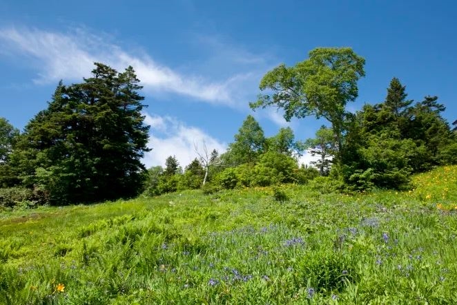 Shiga Kogen, Nagano, Hokuriku Shinetsu, Nhật Bản