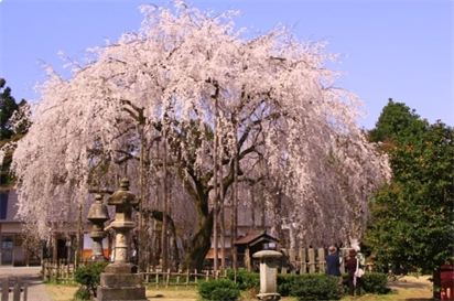 Hoa anh đào nở tại Công viên Asuwayama, Fukui, Hokuriku Shinetsu, Nhật Bản