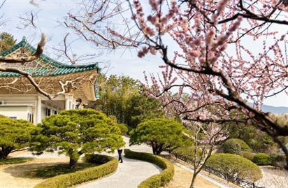 Ngắm hoa mận nở rộ ngày xuân ở Busan