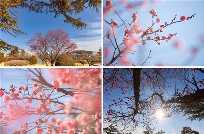 Ngắm hoa mận nở rộ ngày xuân ở Busan
