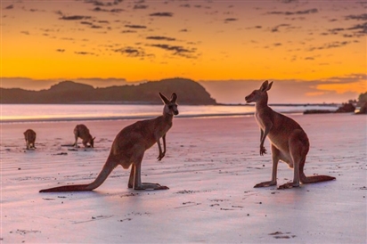 Tour du lịch Australia - Khám Phá Xứ Sở Kangaroo