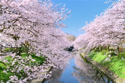Hoa anh đào nở tại Sông Matsukawa, Thành phố Toyama , Hokuriku Shinetsu, Nhật Bản