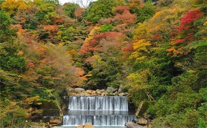 Lá mùa thu ở Hakone, Kanagawa, Kanto, Nhật Bản